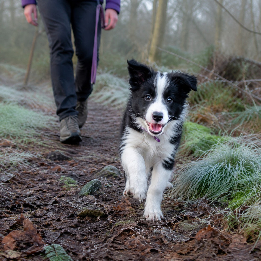 Border Collie puppy returning to its owner during woodland recall training