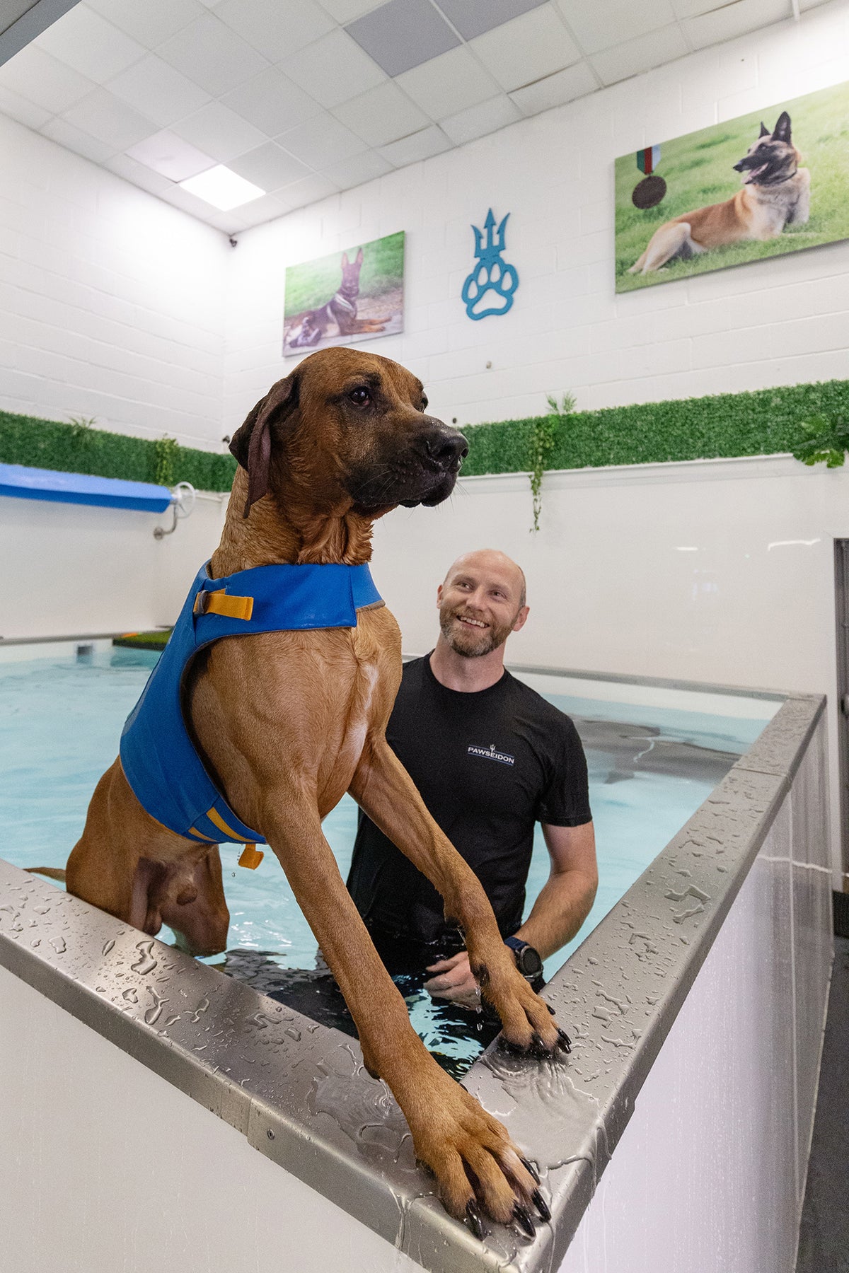 Canine rehabilitation at Pawseidon in Poole