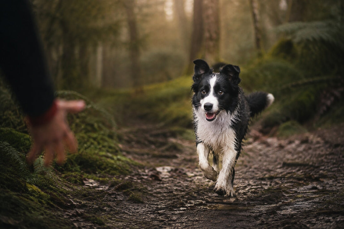 Border Collie puppy returning to its owner during woodland recall training