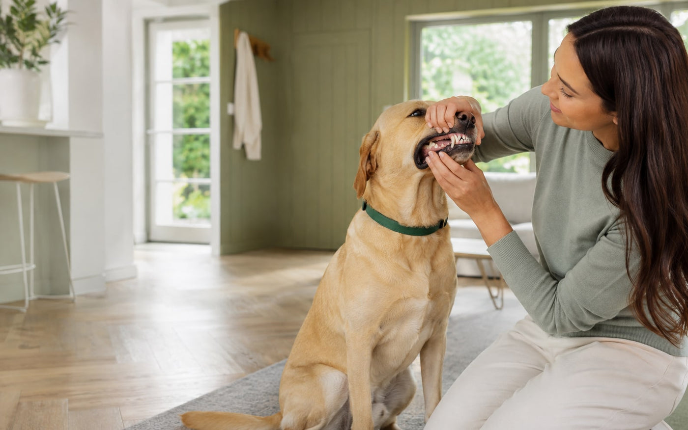 Owner gently checking a relaxed dog's teeth and gums
